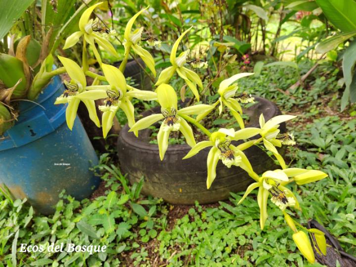 Coelogyne pandurata (Orquídea negra)
