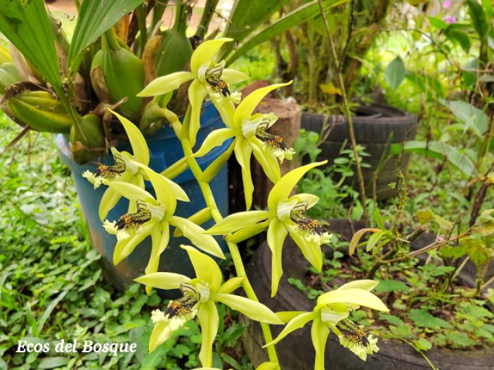 Coelogyne pandurata (Orquídea negra)