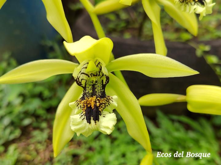 Coelogyne pandurata (Orquídea negra)