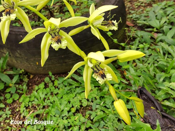 Coelogyne pandurata (Orquídea negra)