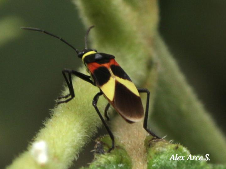 Craspeduchus variegatus