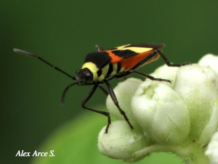 Craspeduchus variegatus