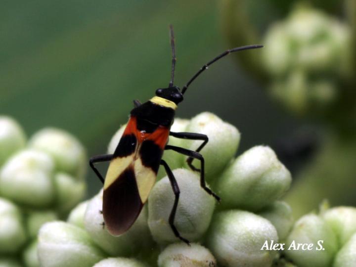 Craspeduchus variegatus
