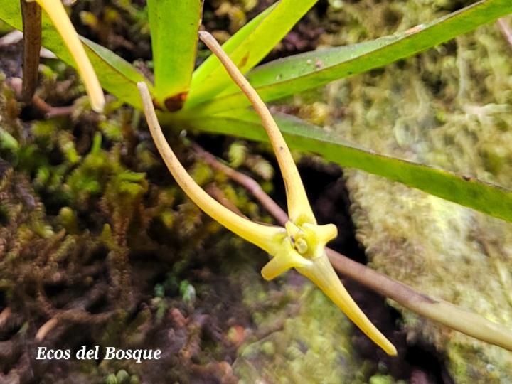 Cryptocentrum latifolium