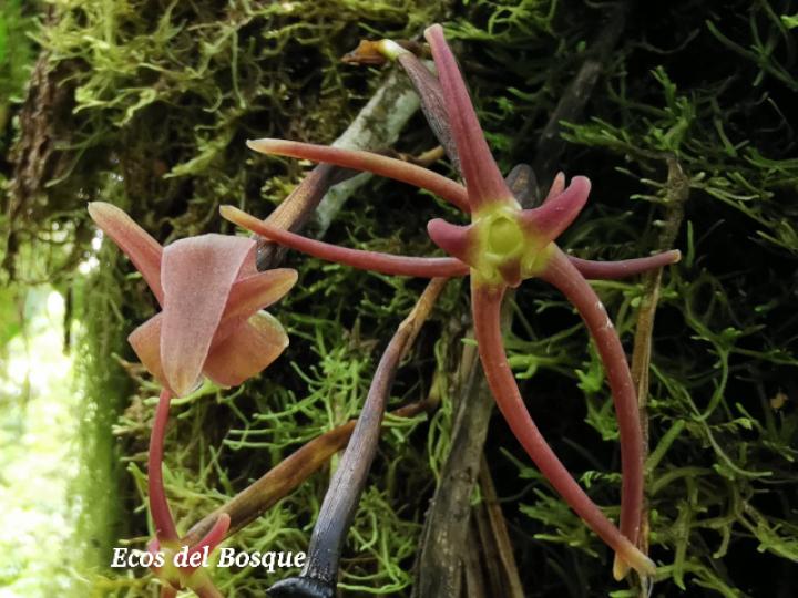 Cryptocentrum latifolium