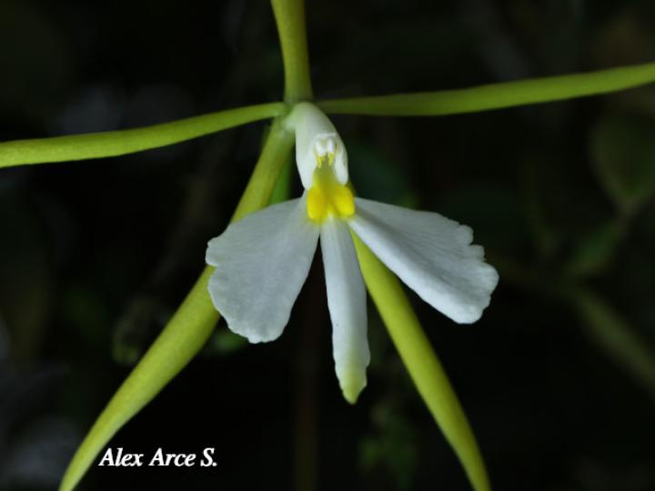 Epidendrum nocturnum