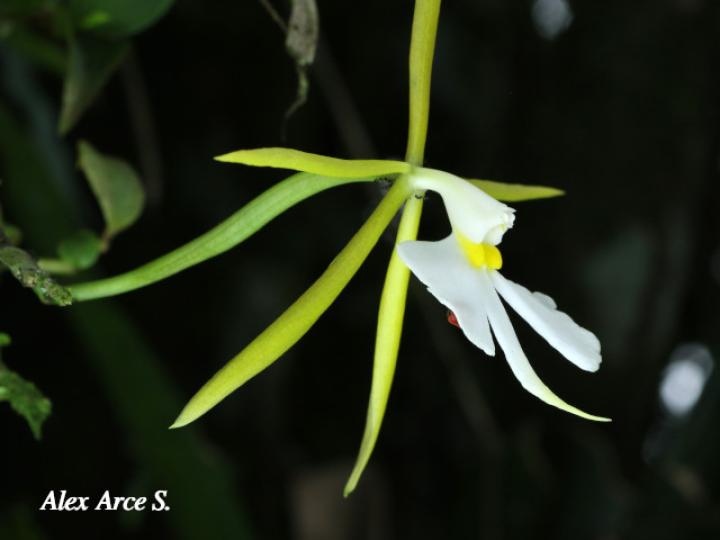 Epidendrum nocturnum