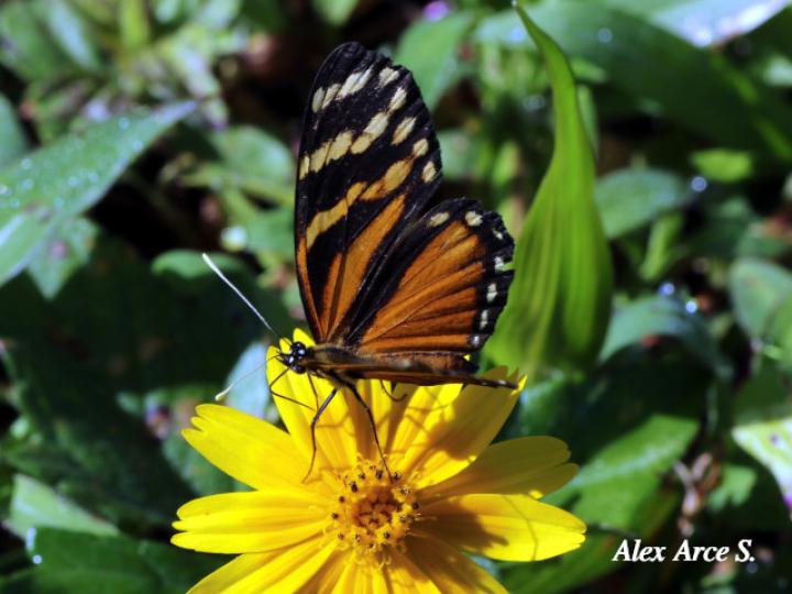 Eresia ithomioides alsina