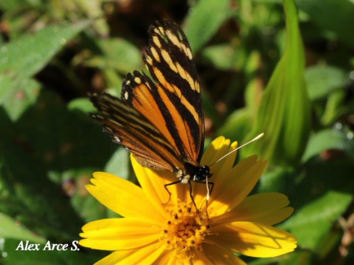 Eresia ithomioides alsina