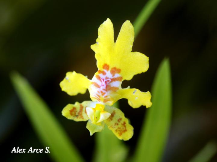 Erycina crista-galli