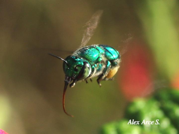 Euglossa azureoviridis (Abeja de las orquídeas)