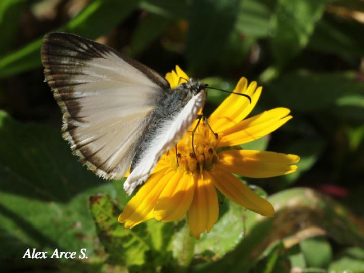 Heliopetes arsalte (Capitán blanco veteado)