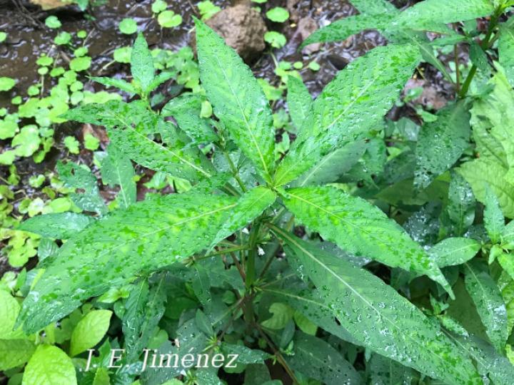 Hygrophila costata