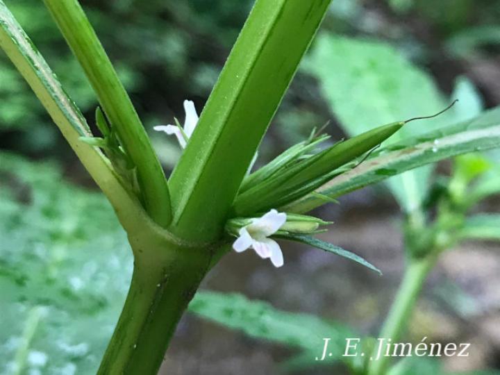Hygrophila costata