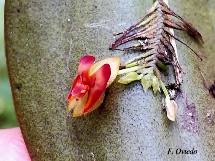 Lepanthes deformis