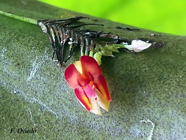 Lepanthes deformis