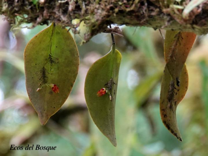 Lepanthes deformis