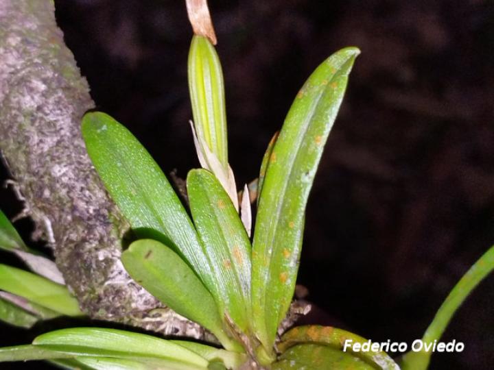 Maxillaria brachybulbon