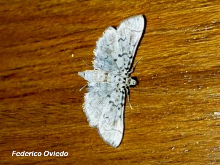 Metoeca foedalis