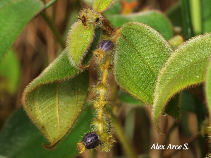 Miconia dependens