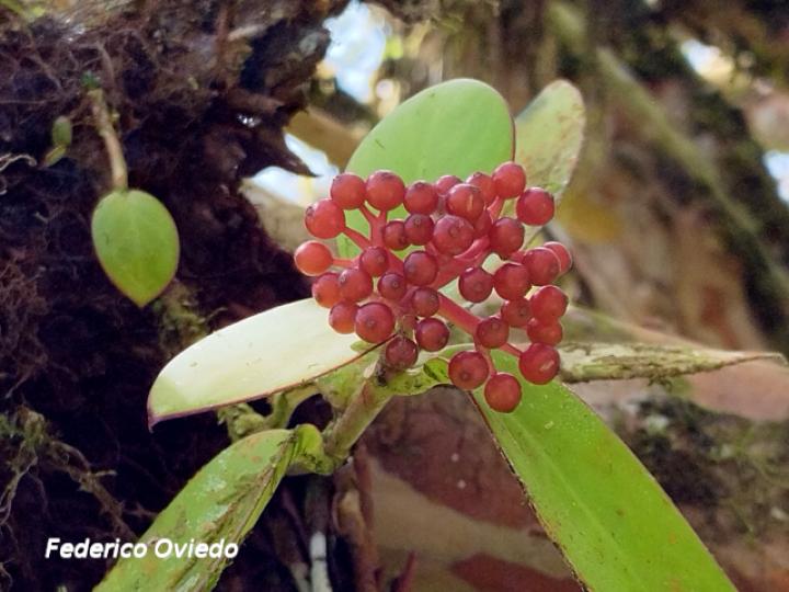 Notopleura parasitica