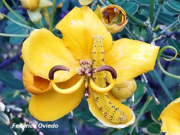 Phoebis philea philea (Mariposa azufre de bandas naranja)