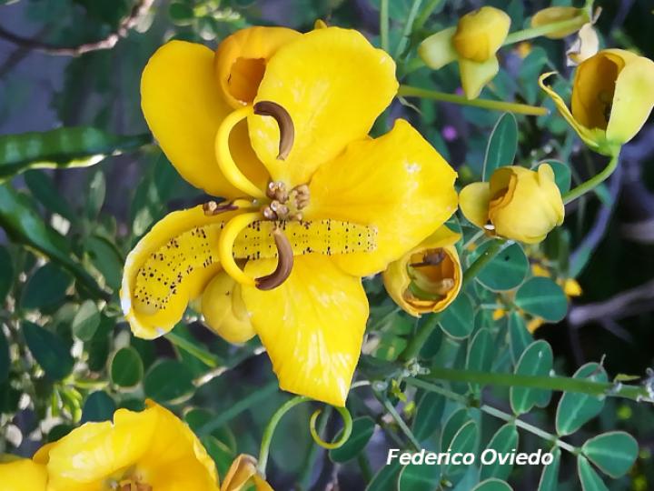 Phoebis philea philea (Mariposa azufre de bandas naranja)