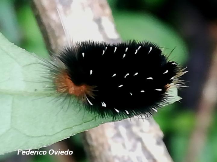 Phoenicoprocta paucipuncta