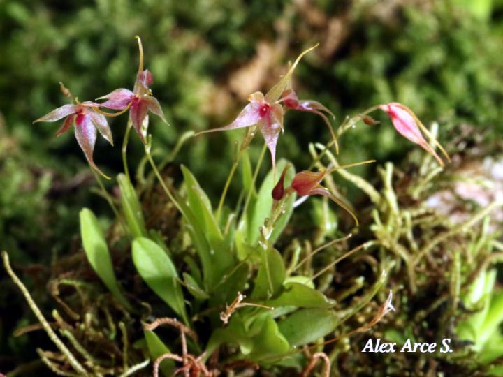 Platystele oxyglossa