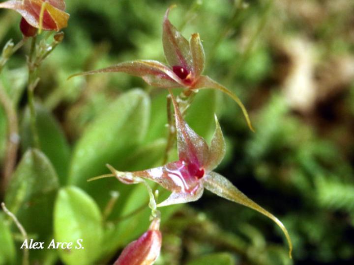 Platystele oxyglossa