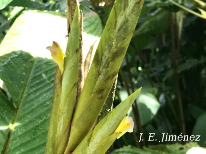 Pleiostachya leiostachya