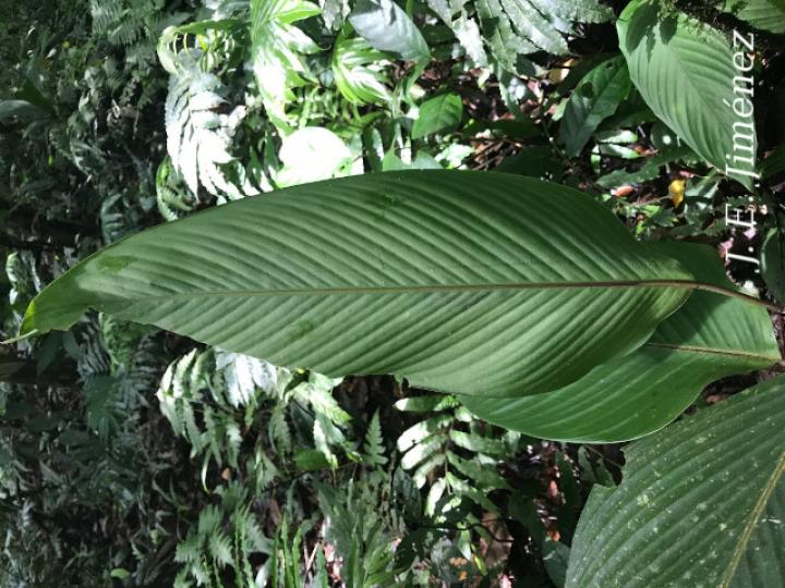 Pleiostachya leiostachya