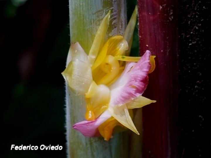 Pleiostachya leiostachya