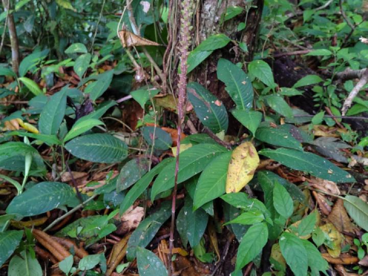 Prescottia stachyodes