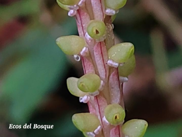 Prescottia stachyodes