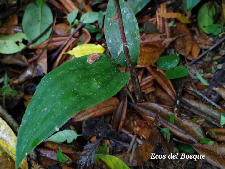 Prescottia stachyodes