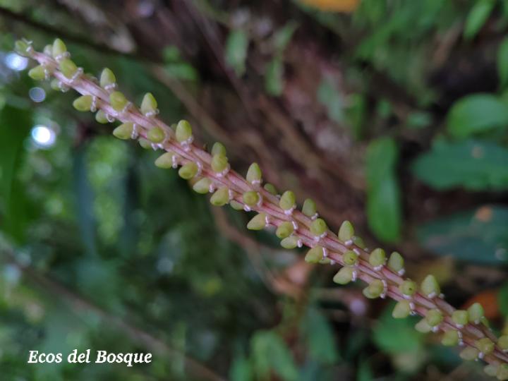 Prescottia stachyodes