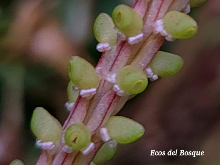 Prescottia stachyodes