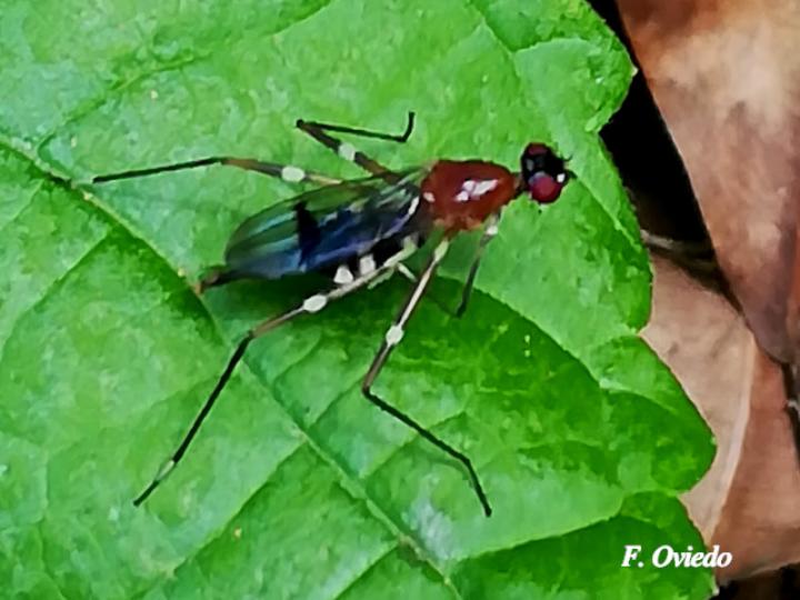 Ptilosphen viriolatus (Mosca zancuda)