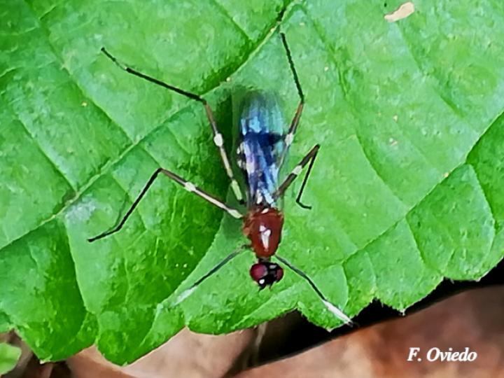 Ptilosphen viriolatus (Mosca zancuda)