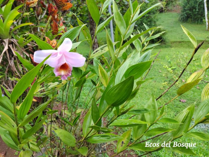 Sobralia turrialbina (Flor de un día)