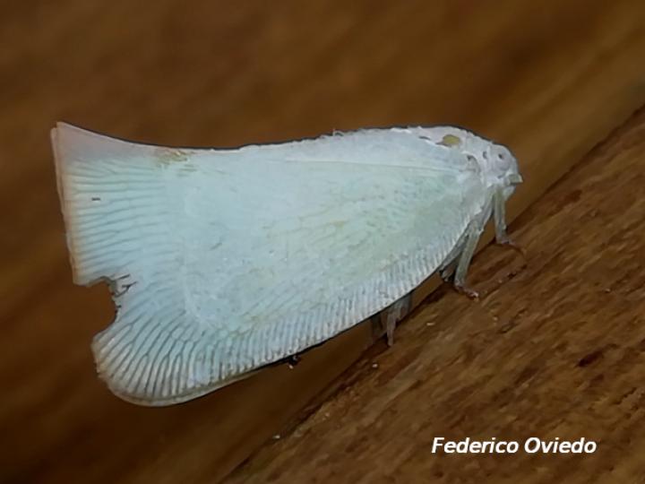 Adulto Flatidae no identificado