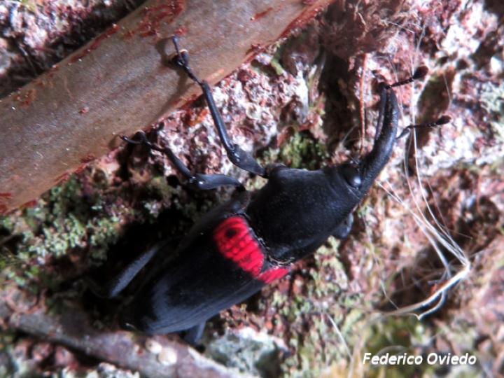 Cactophagus sanguinolentus