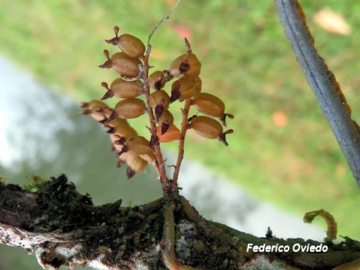 Campylocentrum fasciola