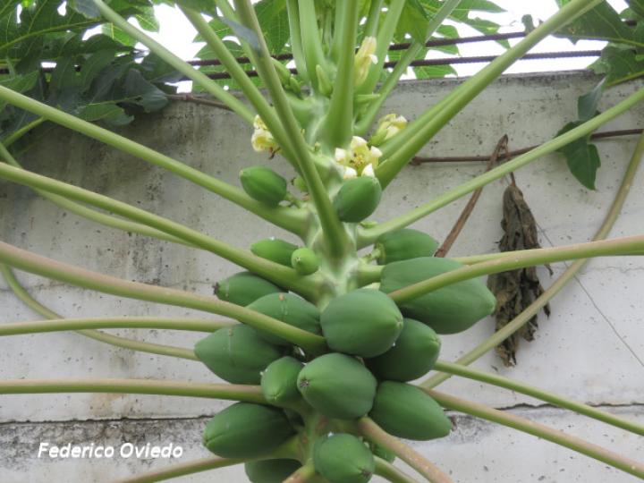 Carica papaya (Papaya)