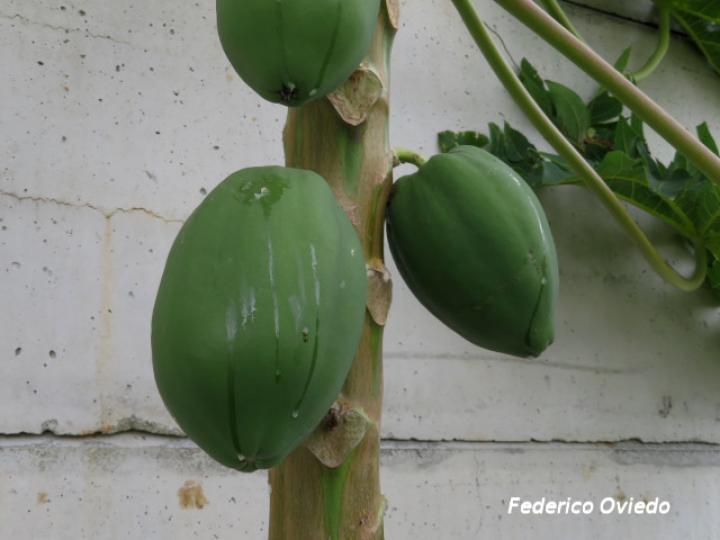 Carica papaya (Papaya)