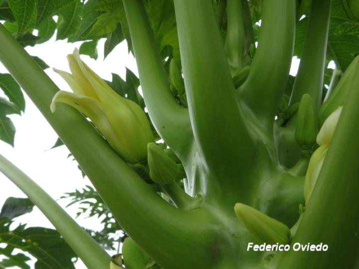 Carica papaya (Papaya)