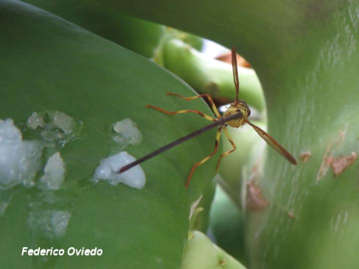 Carica papaya (Papaya)
