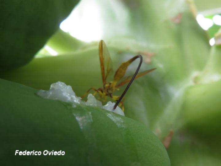 Carica papaya (Papaya)