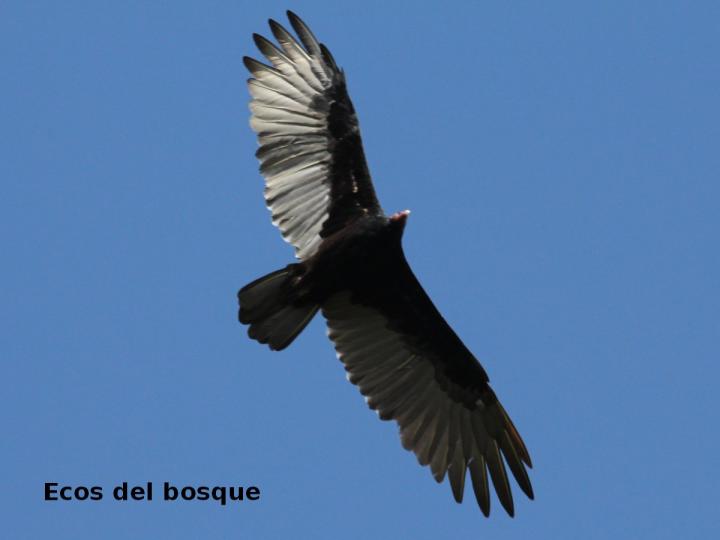 Cathartes aura (Zopilote cabecirrojo)